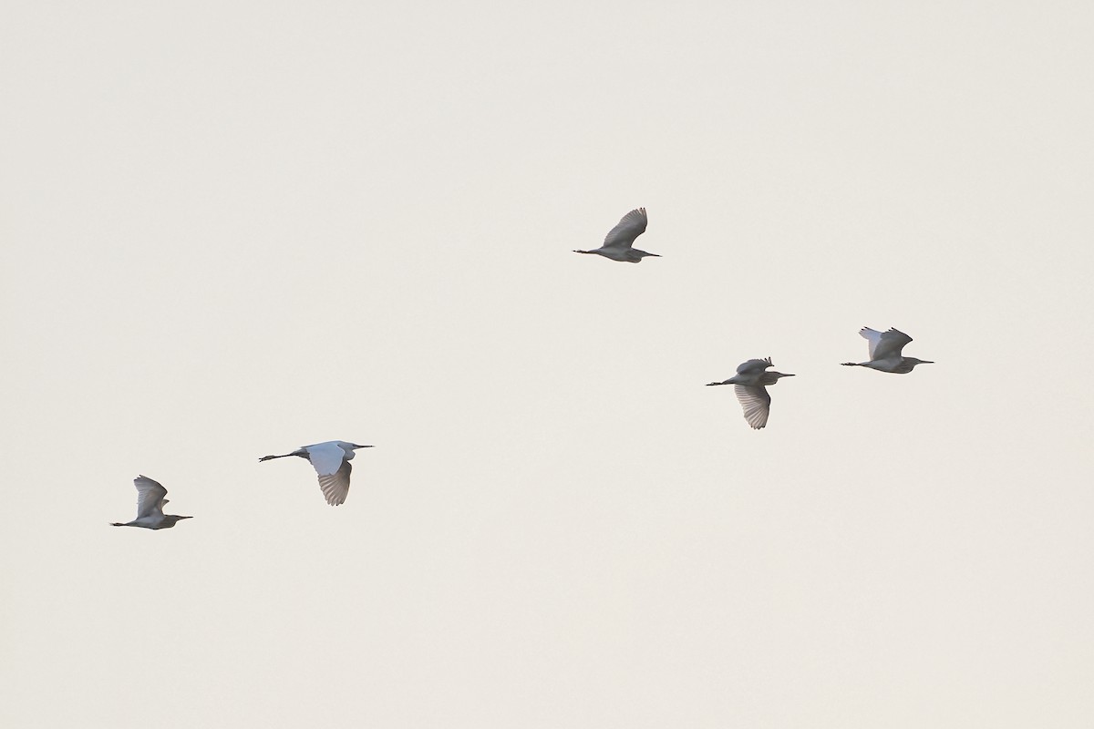 Squacco Heron - ML645101029