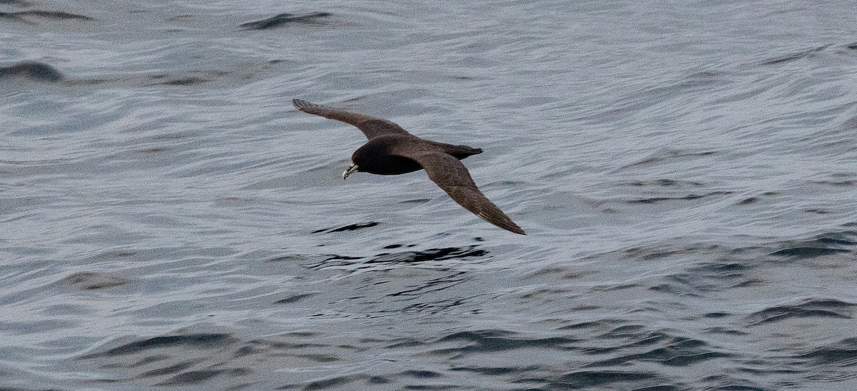 Beyaz Gıdılı Yelkovan - ML645101030