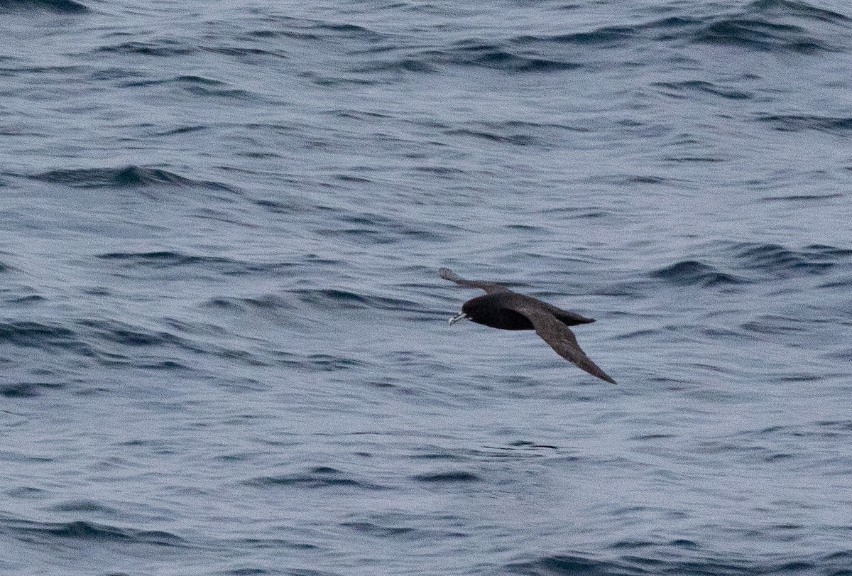 Beyaz Gıdılı Yelkovan - ML645101031