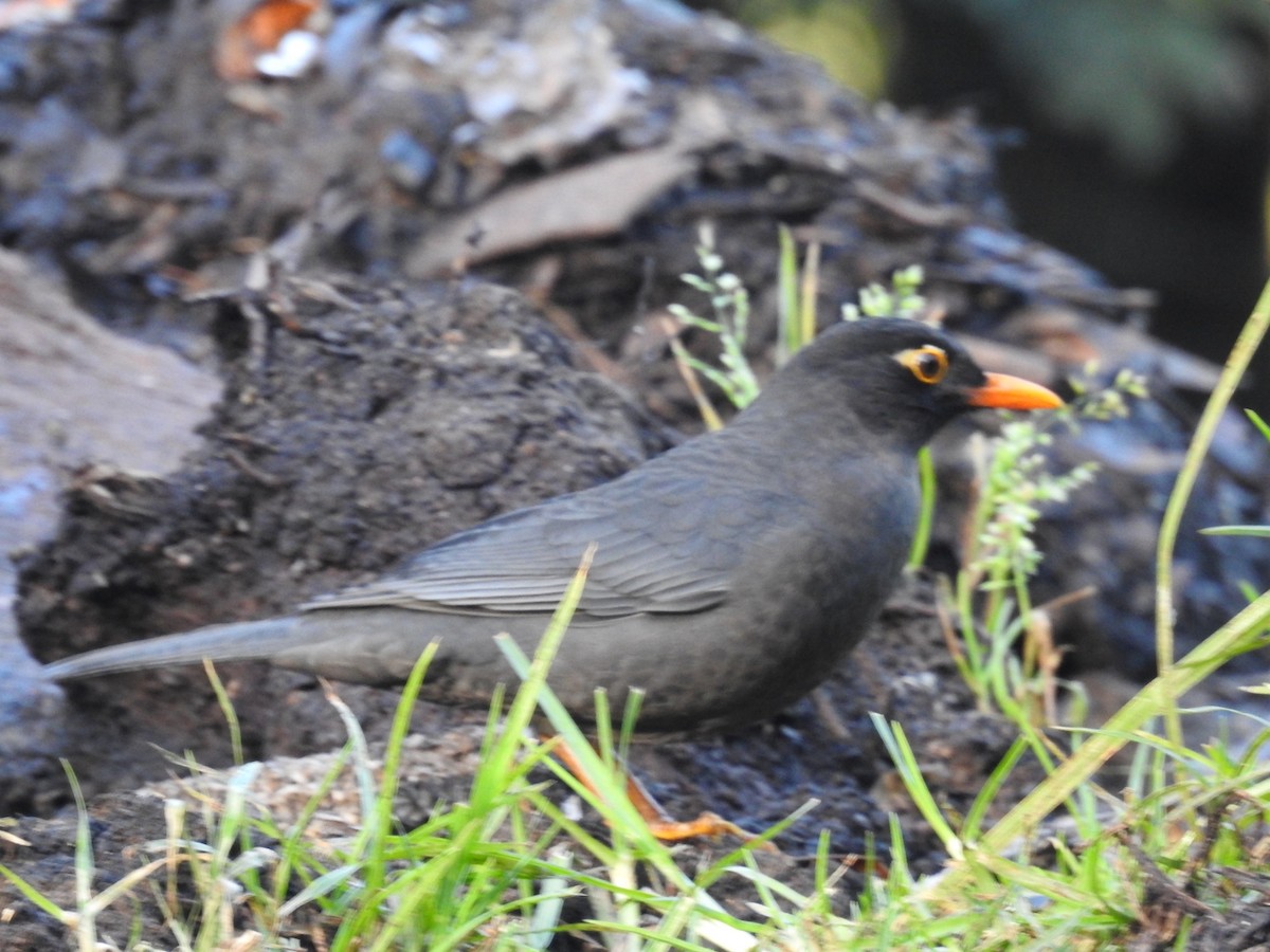 Indian Blackbird - ML645101033