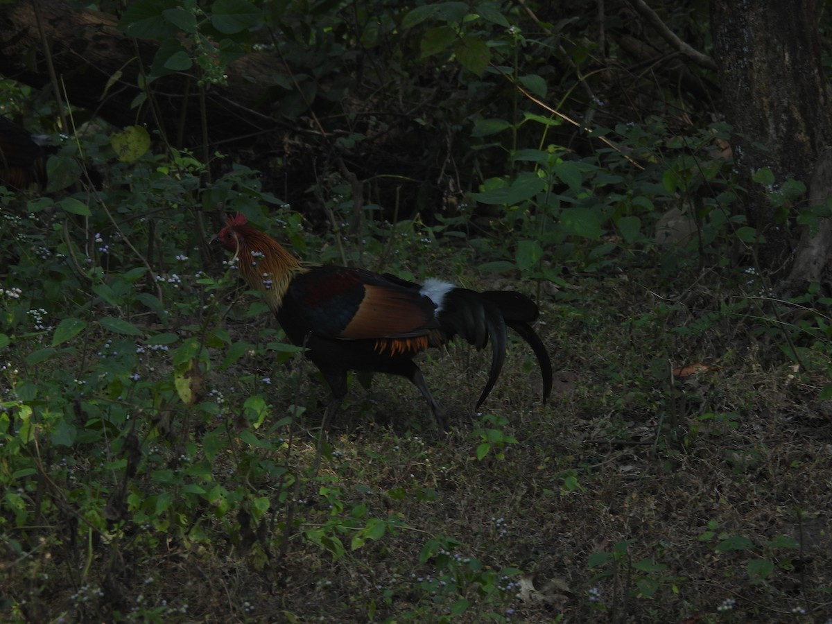 תרנגול בר - ML645101038