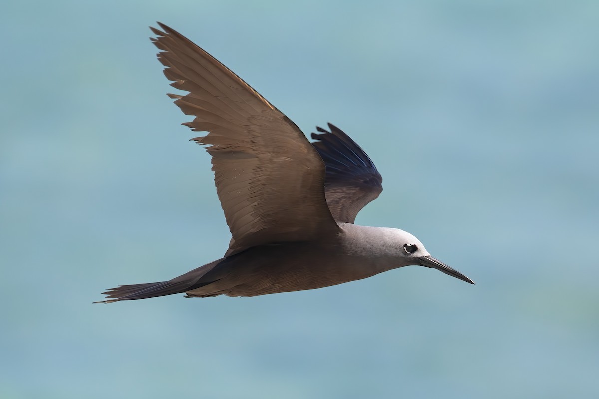 Lesser Noddy - ML645101039