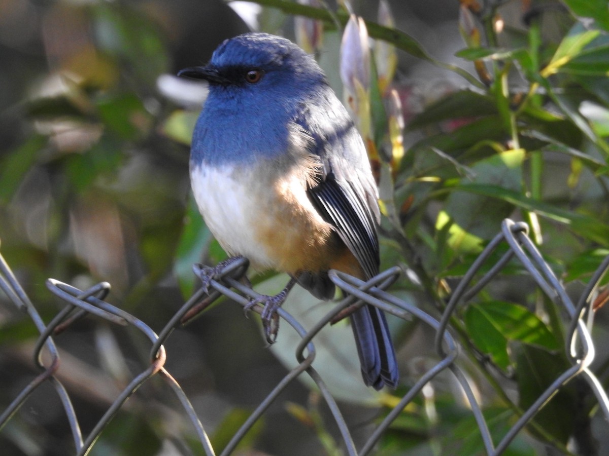 Alicorto Flanquirrufo - ML645101041