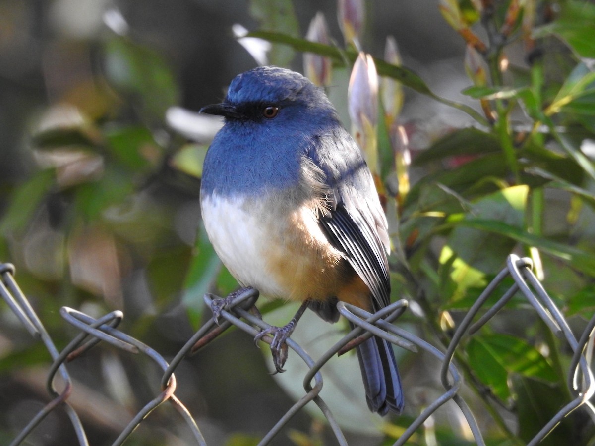 Alicorto Flanquirrufo - ML645101042