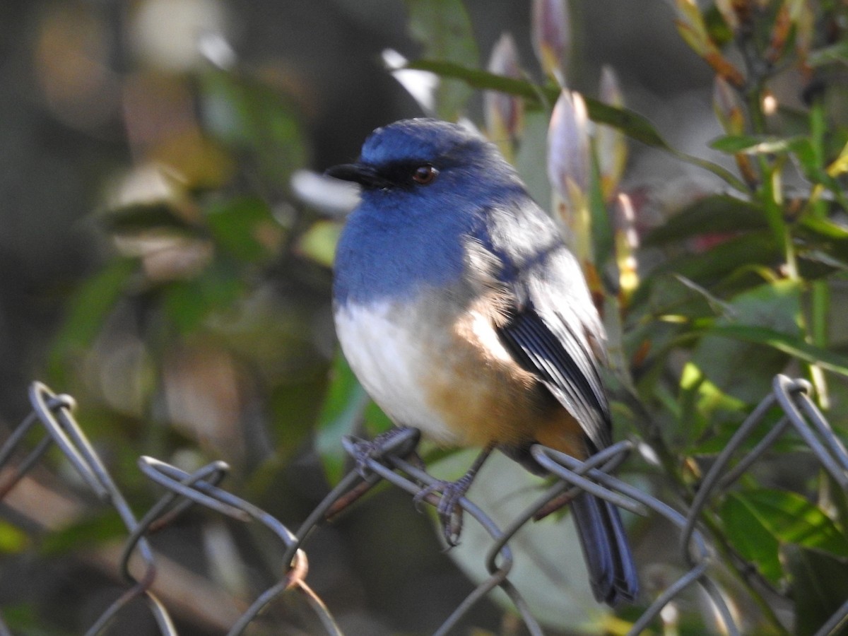 Alicorto Flanquirrufo - ML645101043