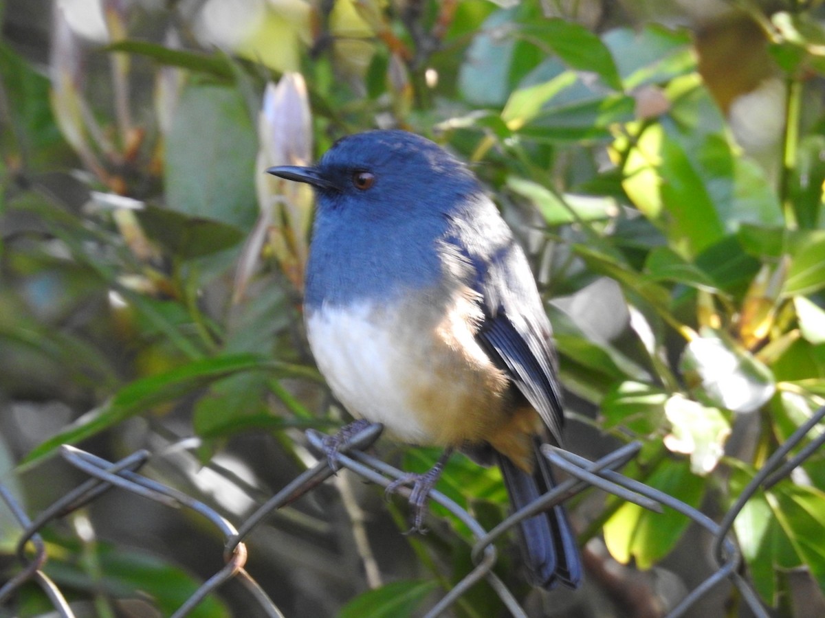 Alicorto Flanquirrufo - ML645101044