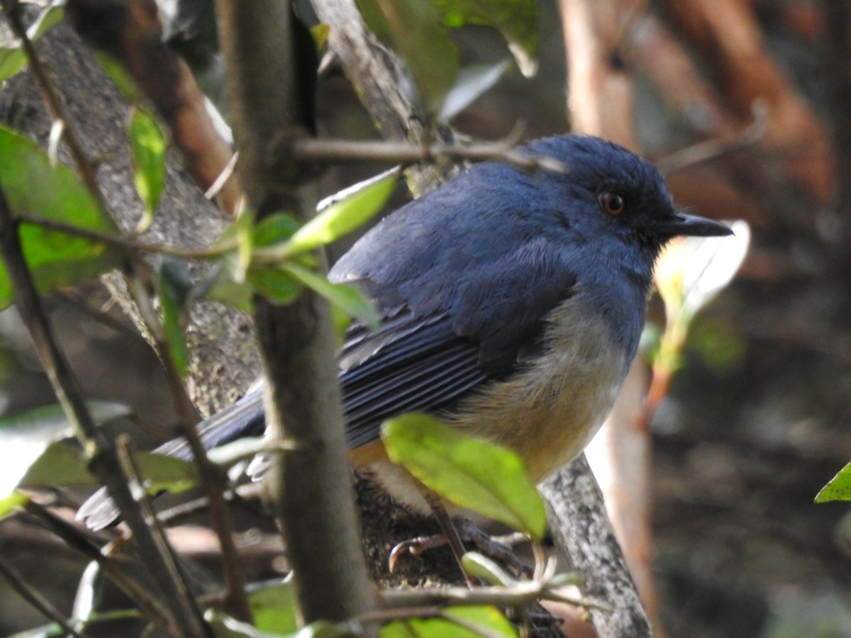 Alicorto Flanquirrufo - ML645101045