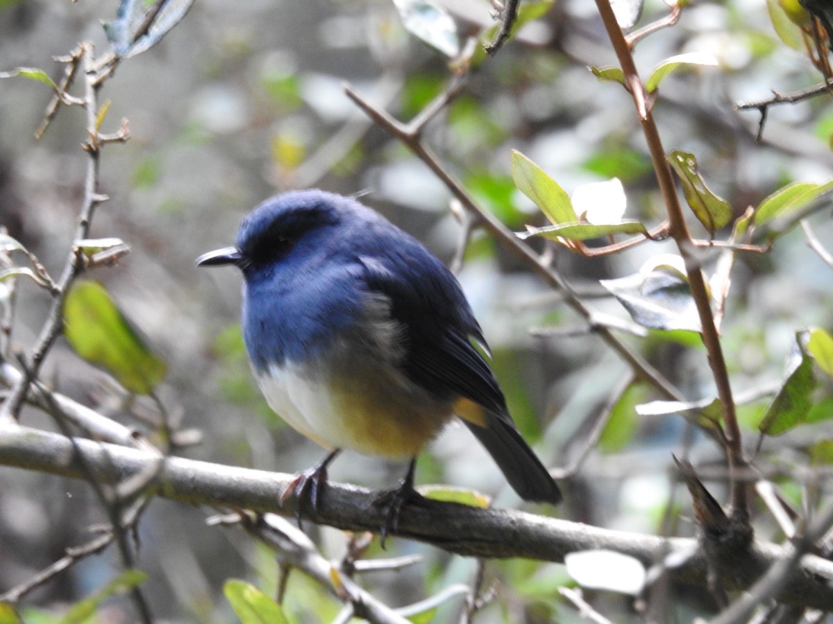 Alicorto Flanquirrufo - ML645101046