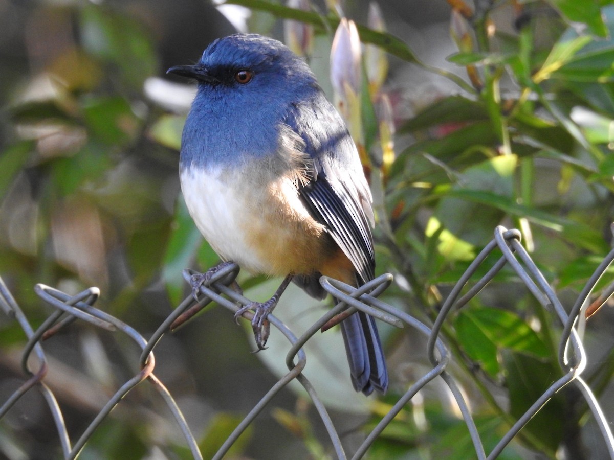 Alicorto Flanquirrufo - ML645101047