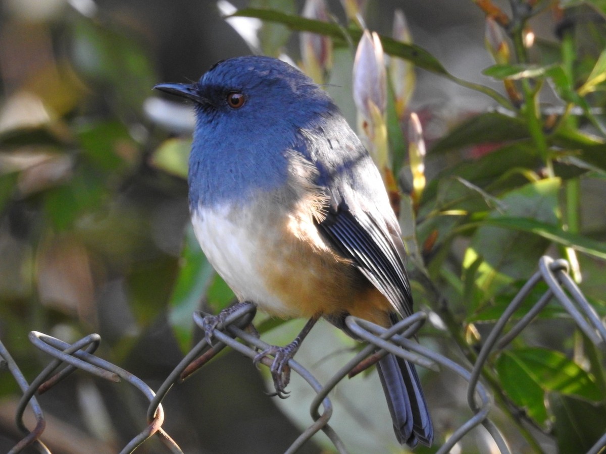 Alicorto Flanquirrufo - ML645101048