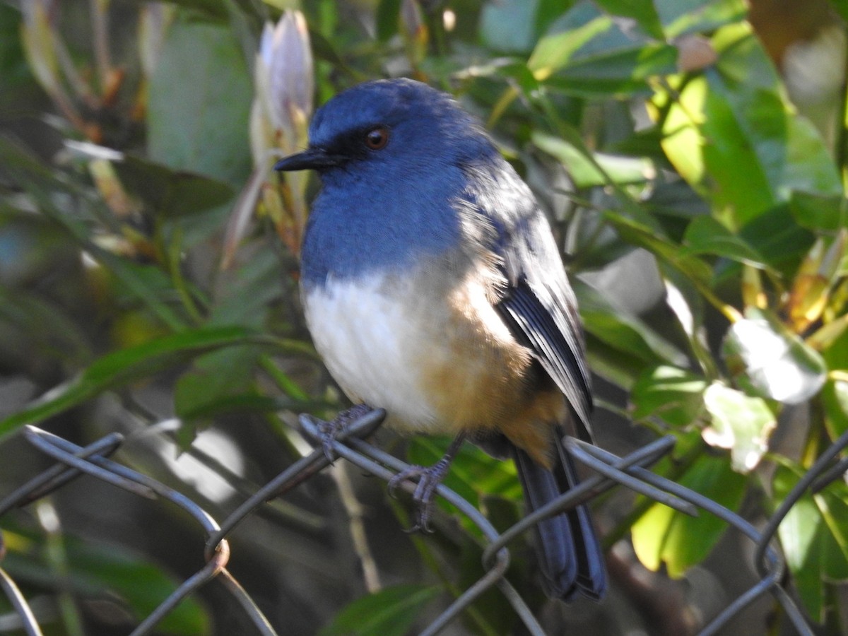 Alicorto Flanquirrufo - ML645101049