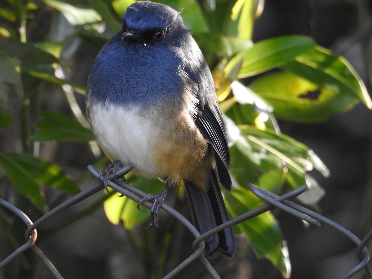 Alicorto Flanquirrufo - ML645101050