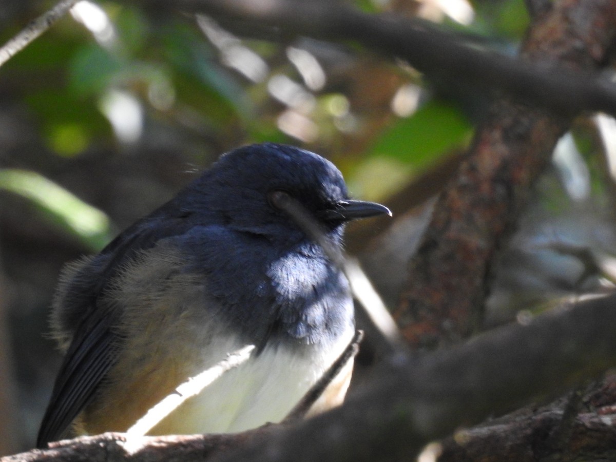 Alicorto Flanquirrufo - ML645101051