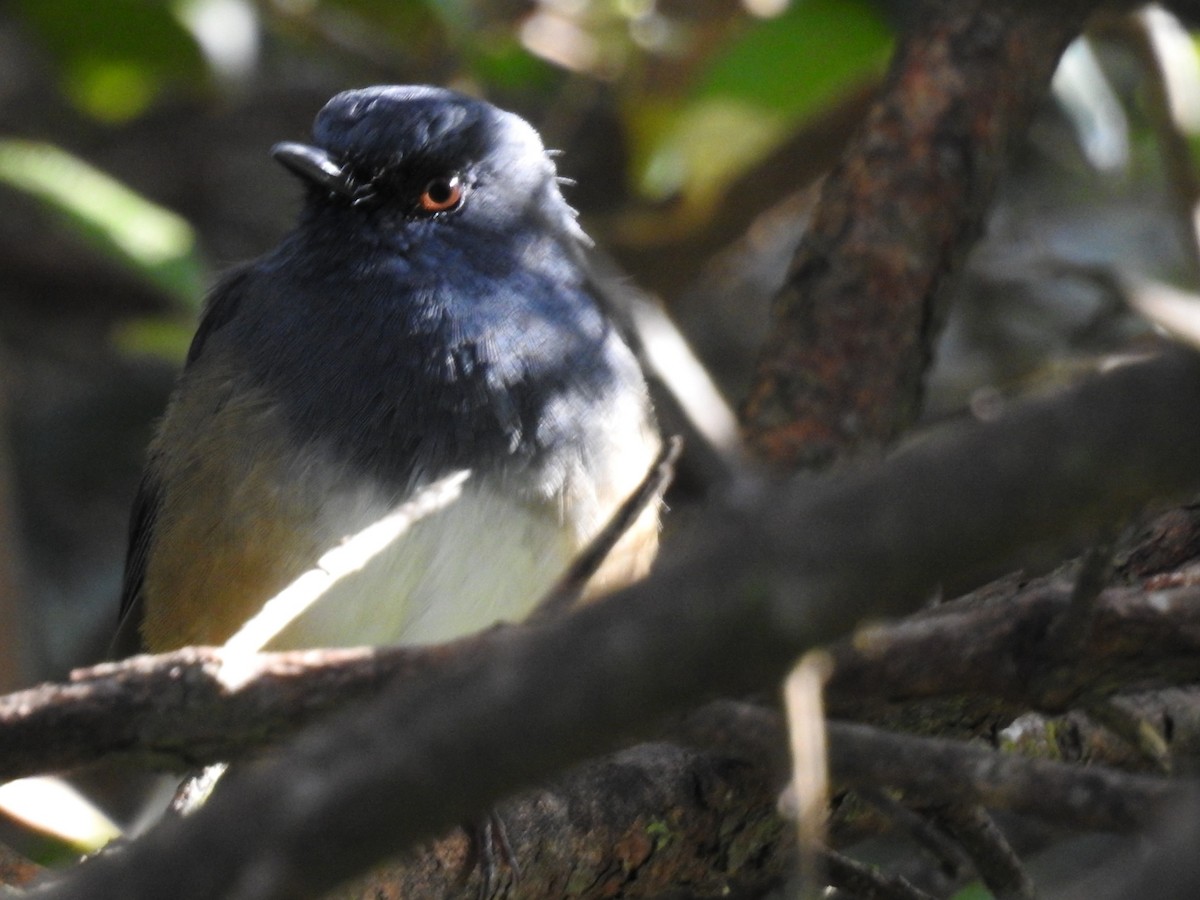 Alicorto Flanquirrufo - ML645101052