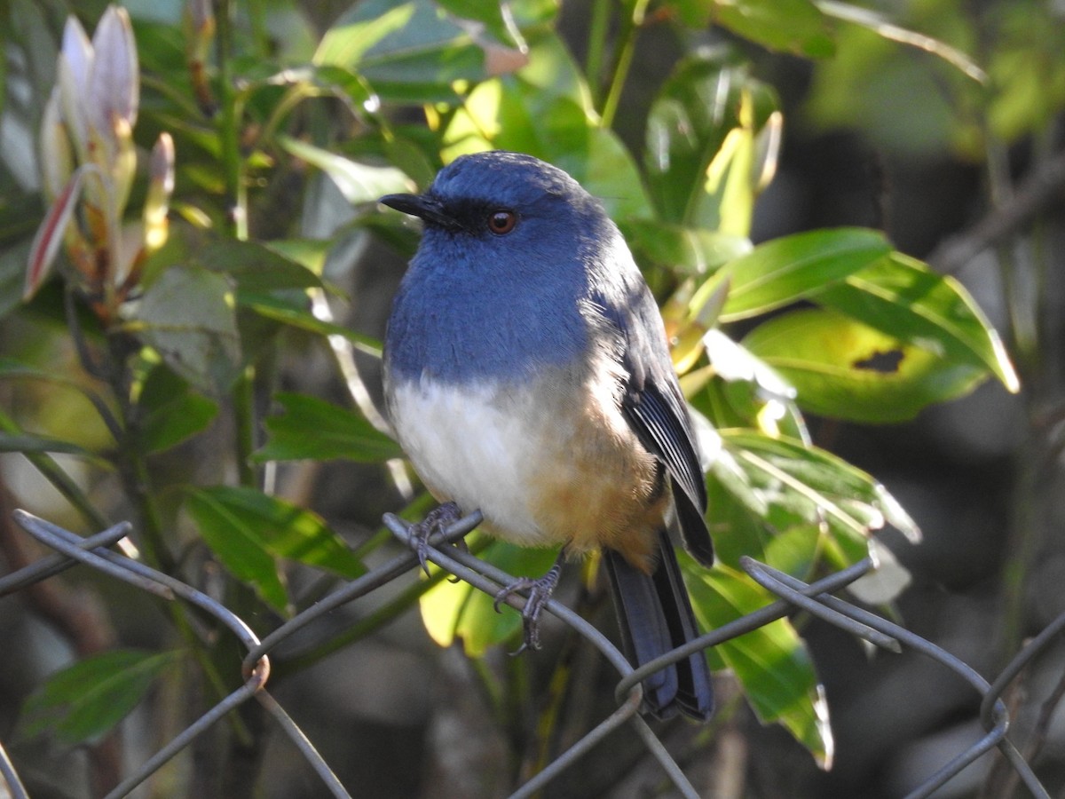 Alicorto Flanquirrufo - ML645101053