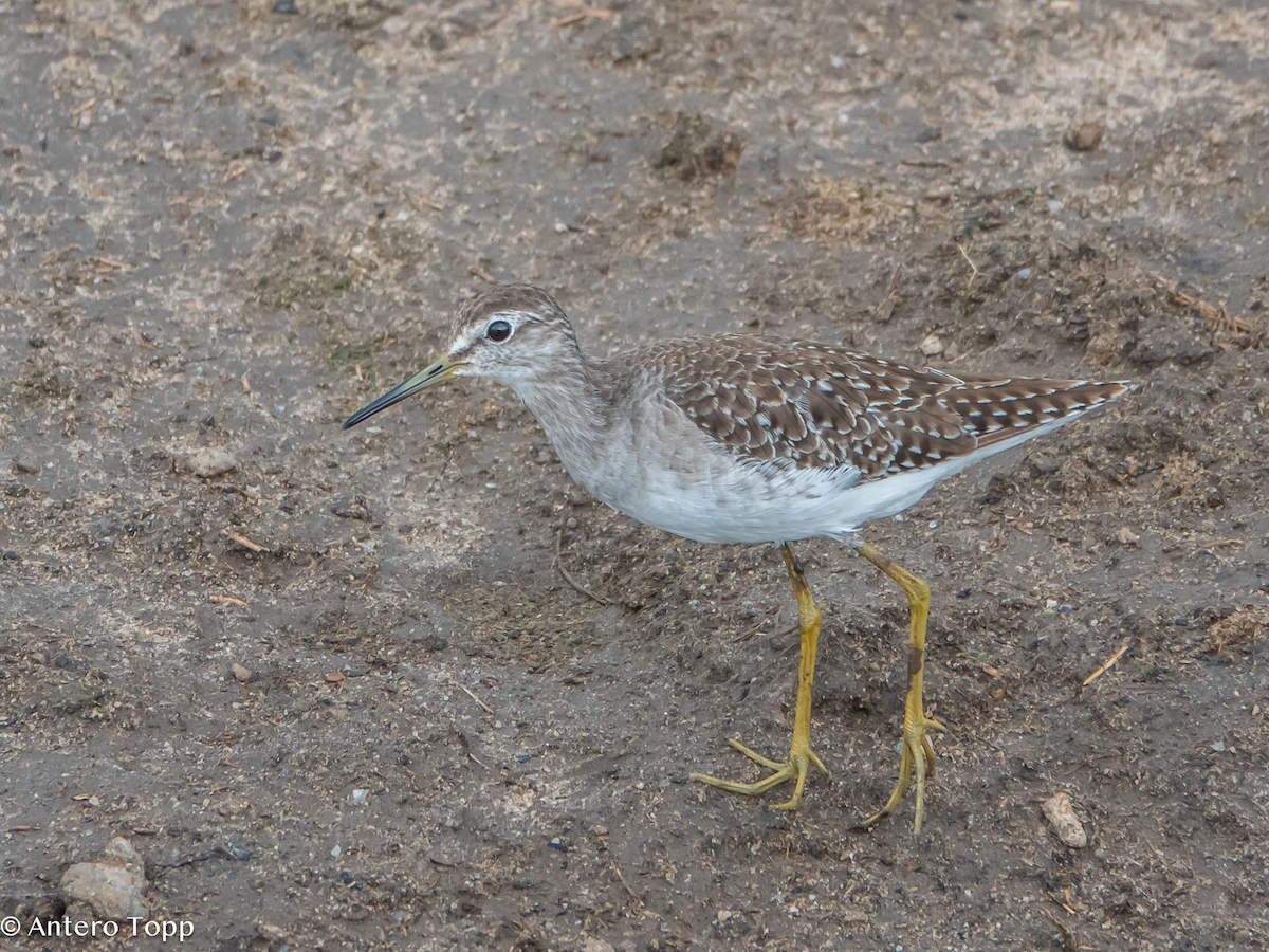タカブシギ - ML645101054