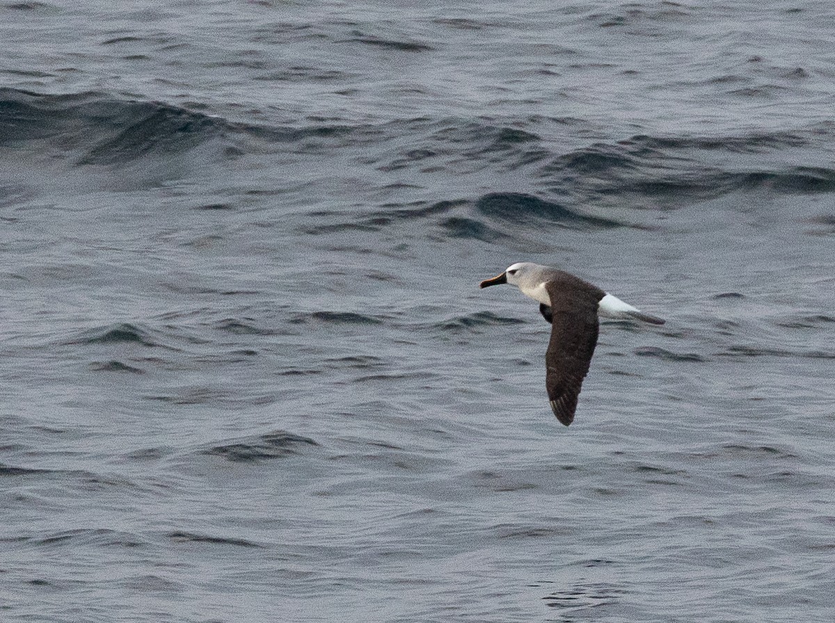 Albatros Picofino Atlántico - ML645101057