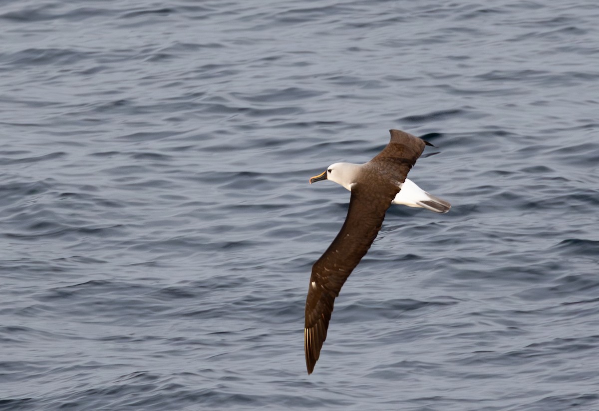 Albatros Picofino Atlántico - ML645101058