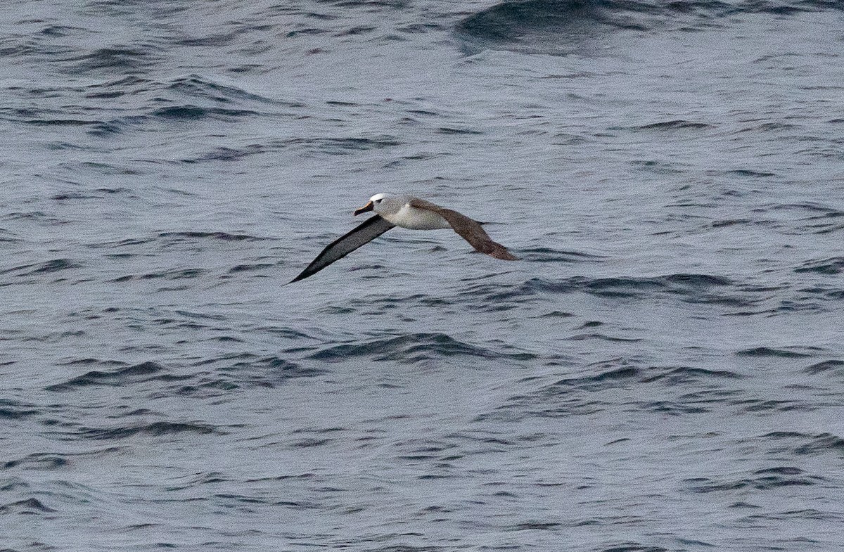 Albatros Picofino Atlántico - ML645101059