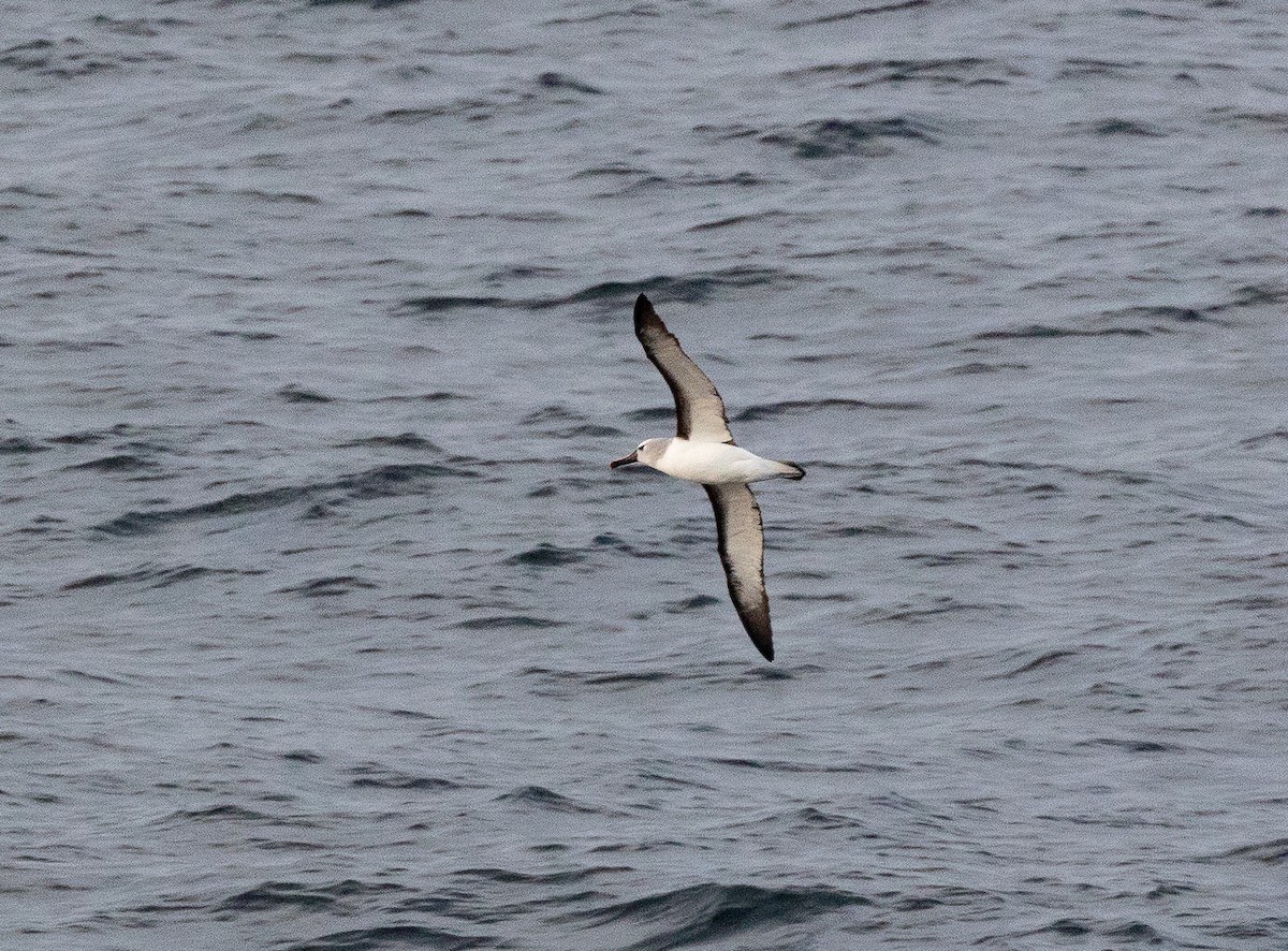 Albatros Picofino Atlántico - ML645101060
