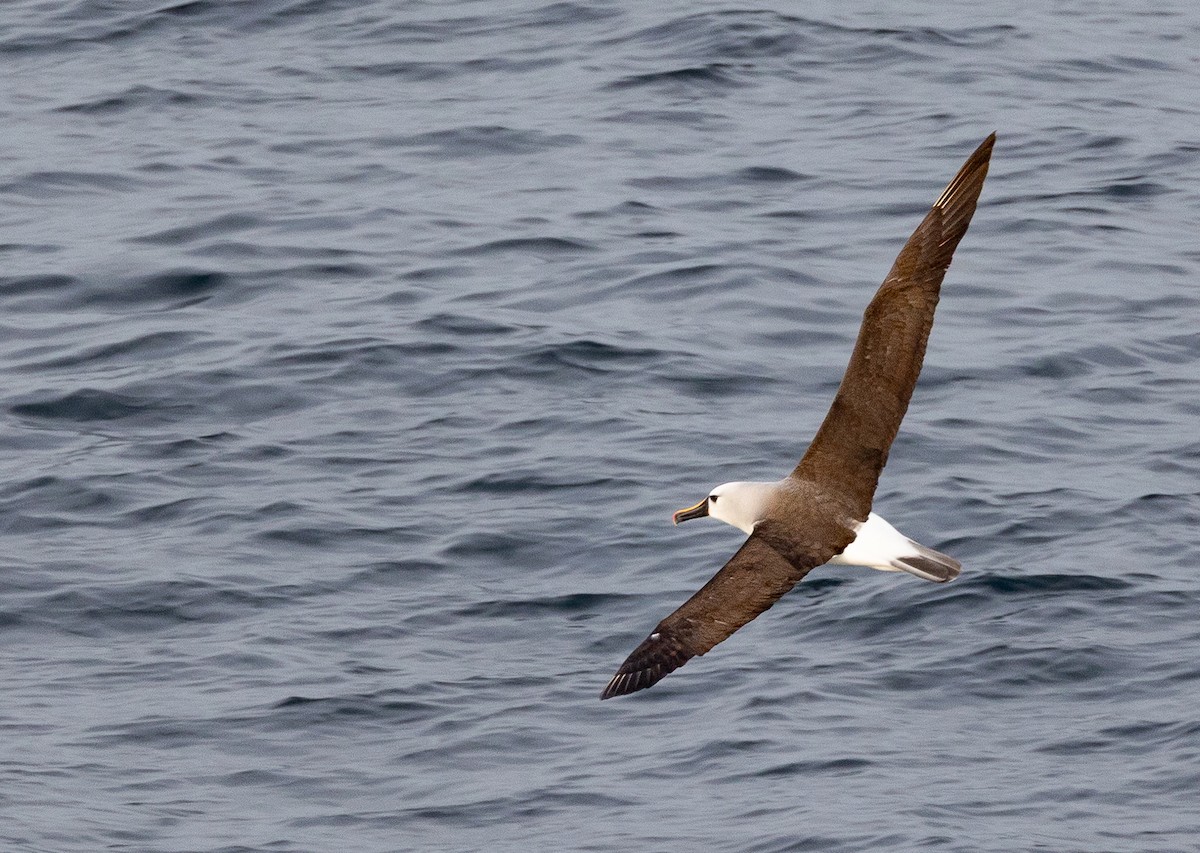 Albatros Picofino Atlántico - ML645101061