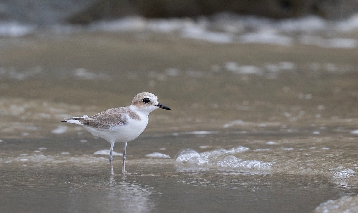 White-faced Plover - ML645101066