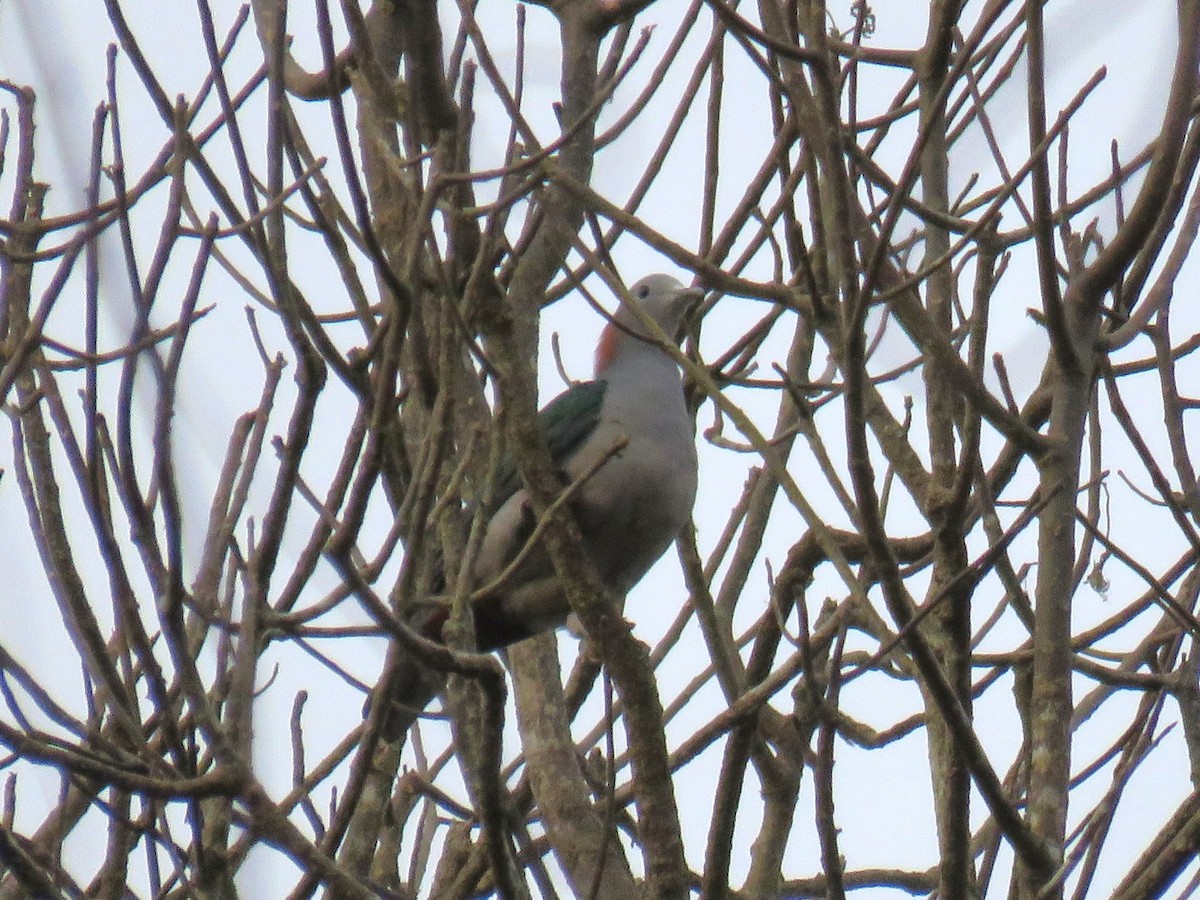 Green Imperial-Pigeon - ML645101069