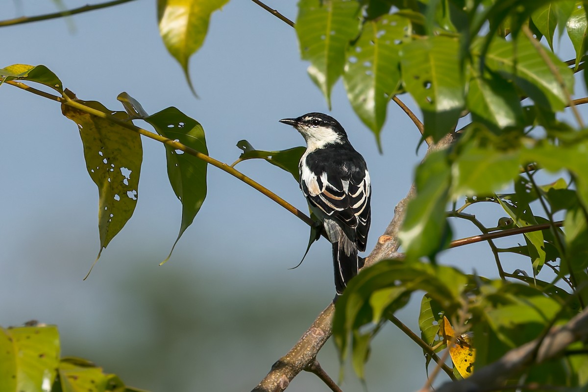 White-shouldered Triller - ML645101073