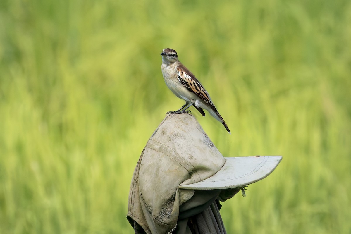 White-shouldered Triller - ML645101074