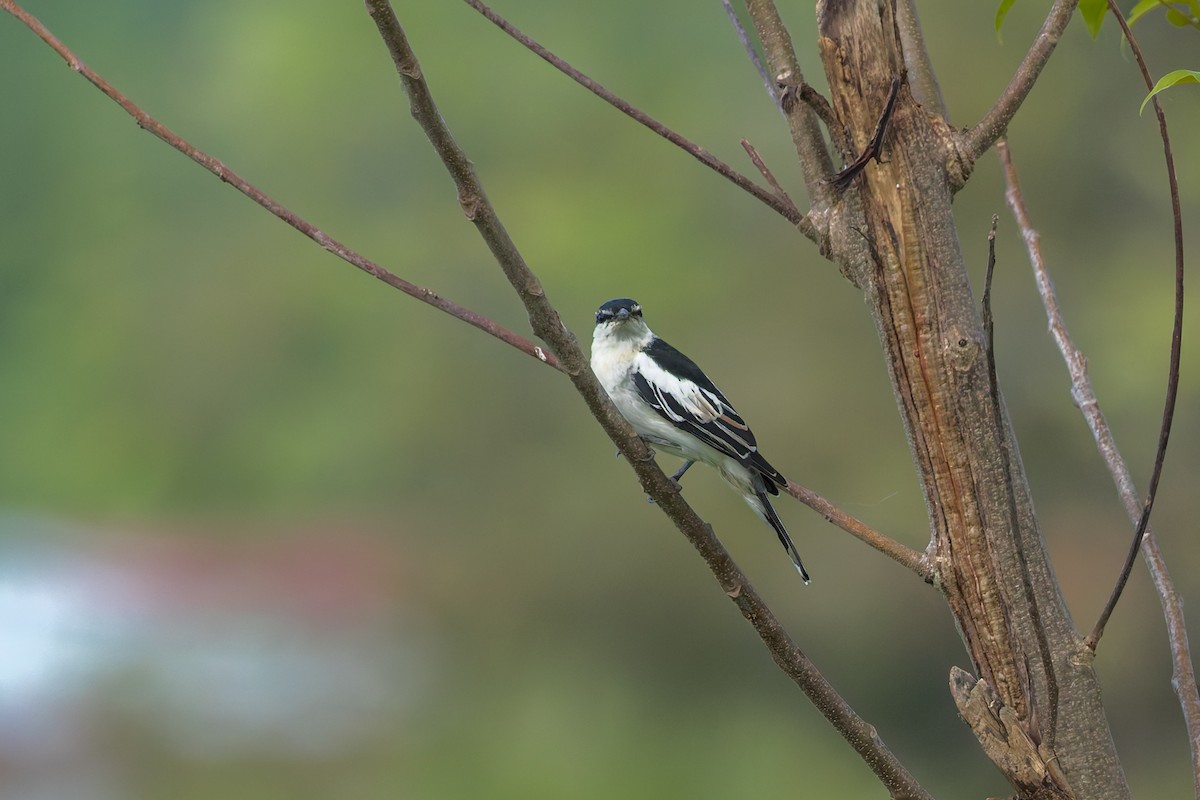 White-shouldered Triller - ML645101075