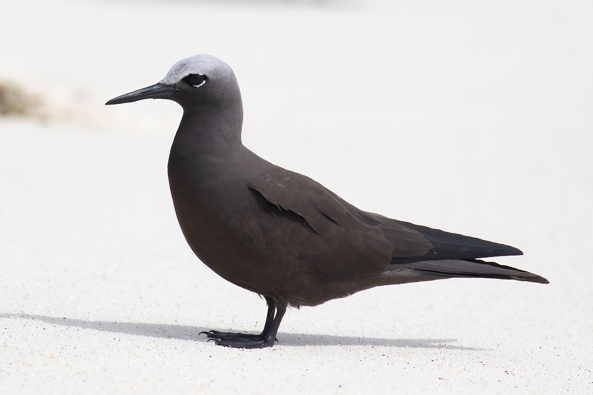 Lesser Noddy - ML645101076
