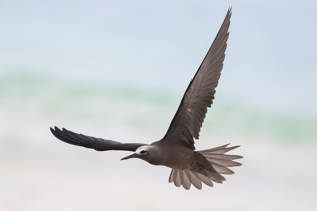 Lesser Noddy - ML645101077