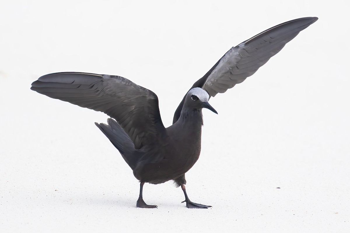 Lesser Noddy - ML645101078