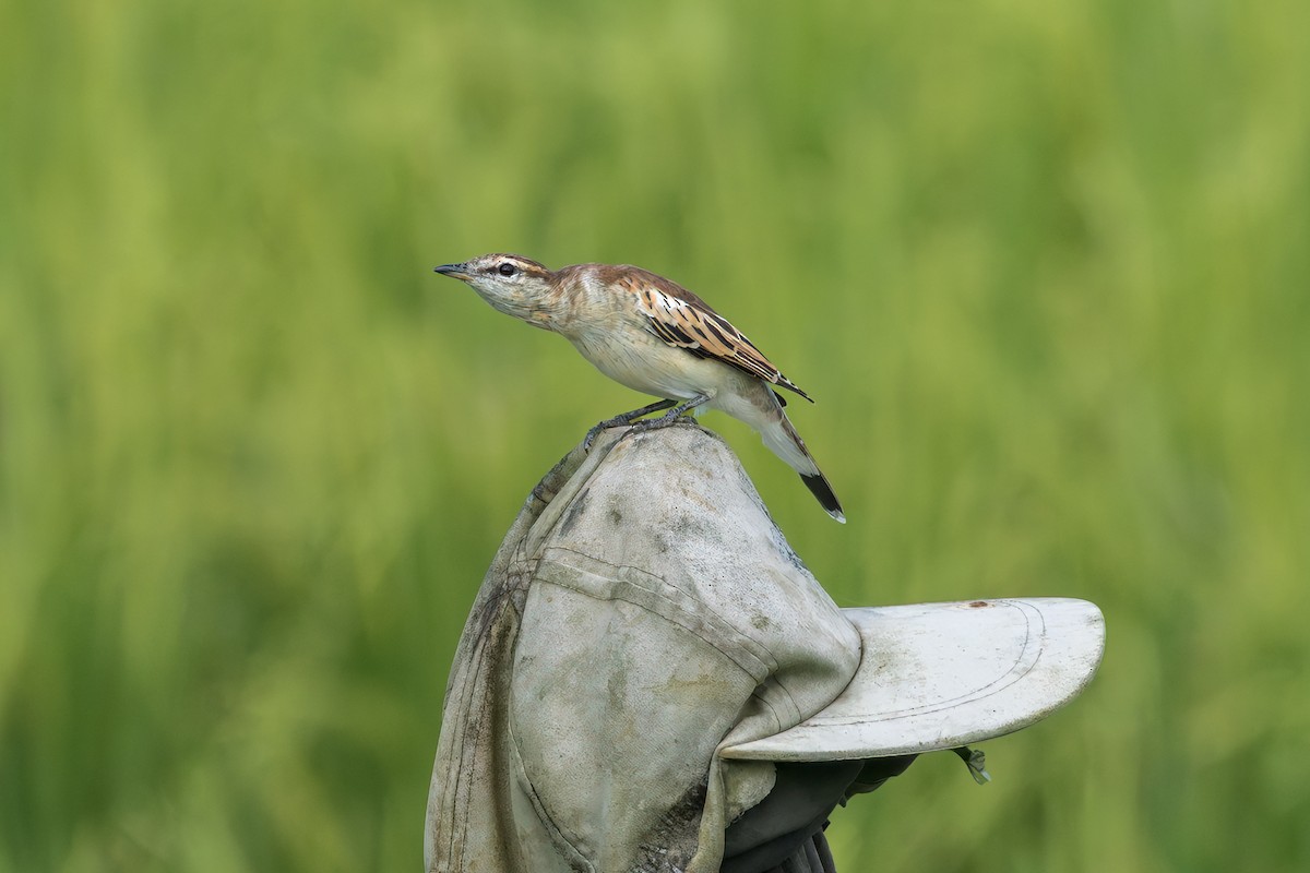 White-shouldered Triller - ML645101079