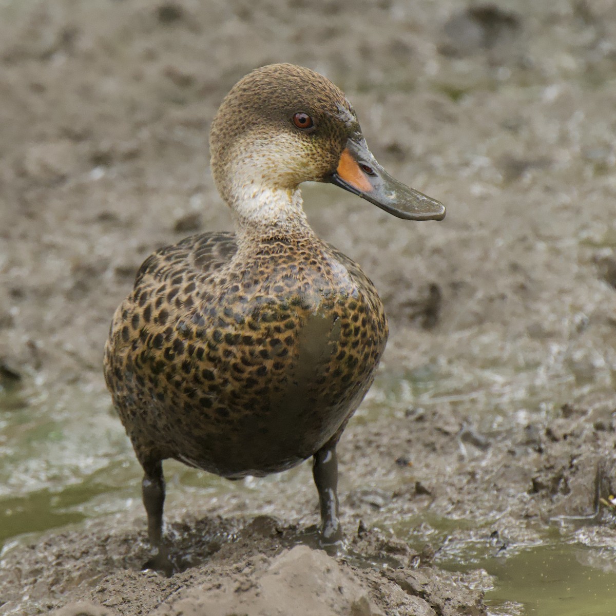 ostralka bělolící - ML645101082