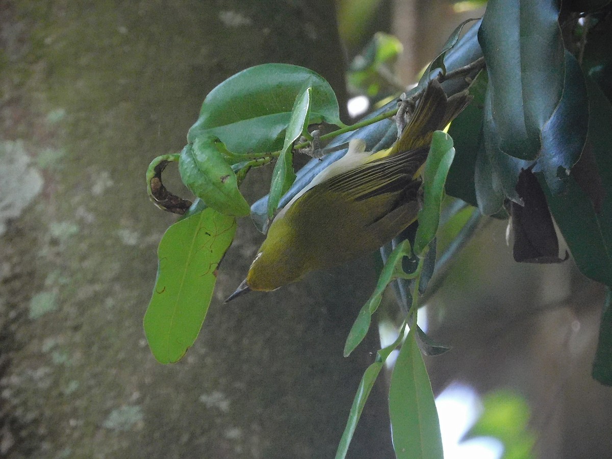 Külrengi Karınlı Gözlükçü - ML645101084
