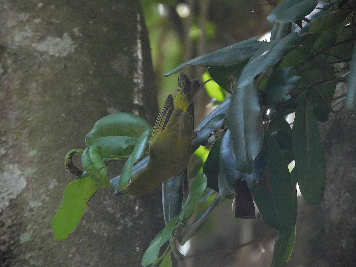 Külrengi Karınlı Gözlükçü - ML645101085