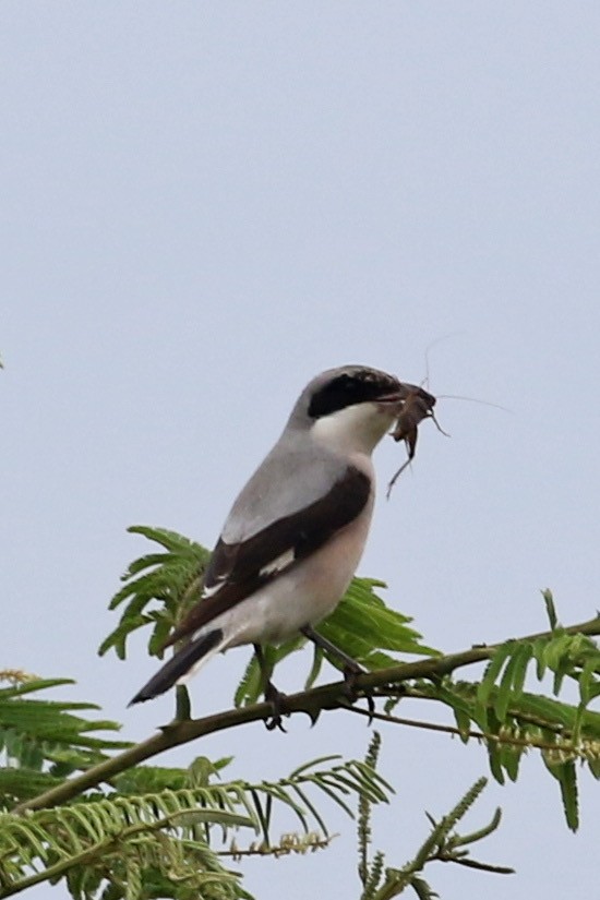 Чернолобый сорокопут - ML645101087