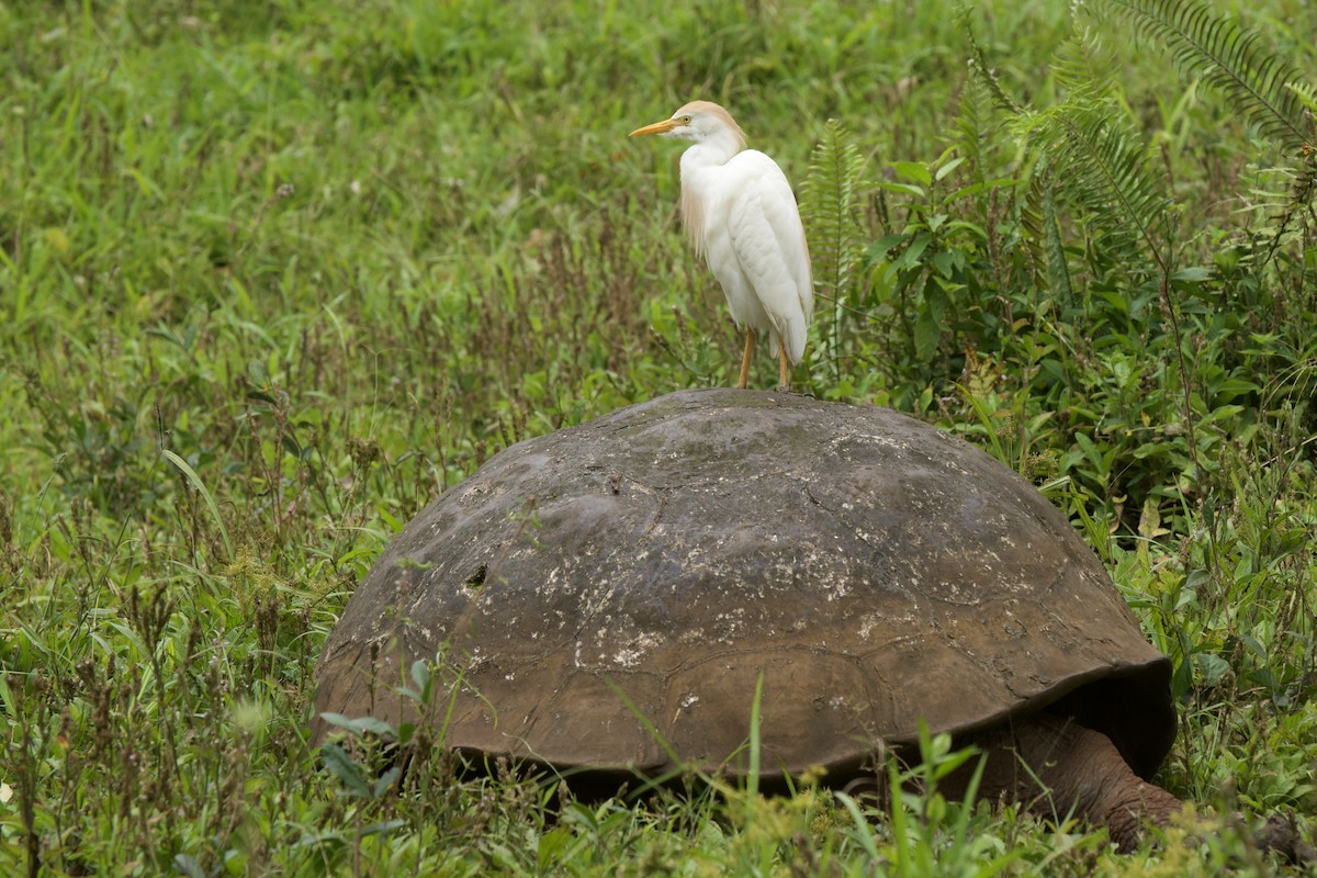 volavka rusohlavá - ML645101096