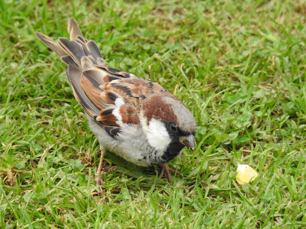 House Sparrow - ML645101098