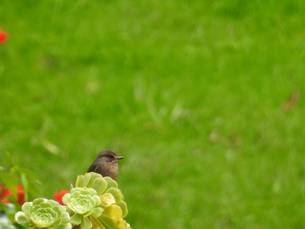 Pied Bushchat - ML645101101