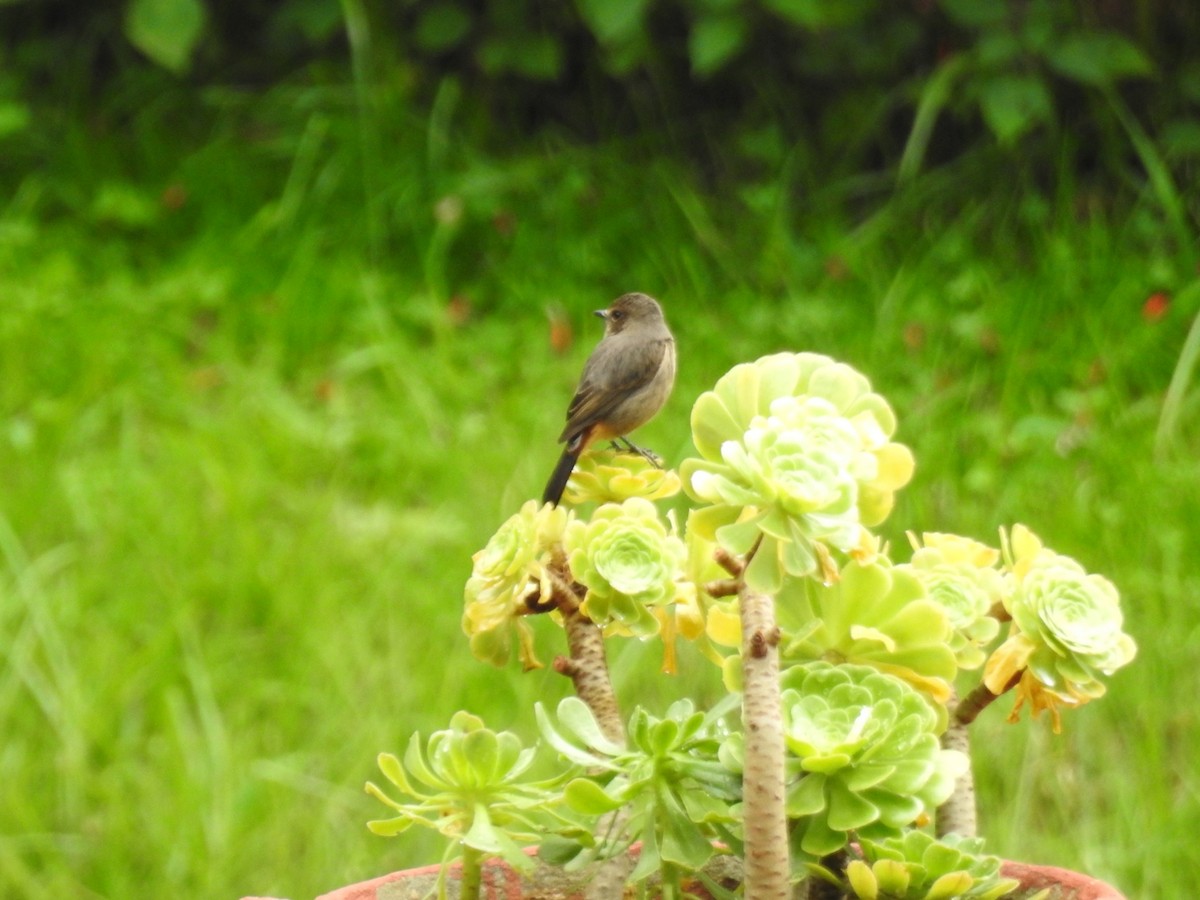 Pied Bushchat - ML645101102