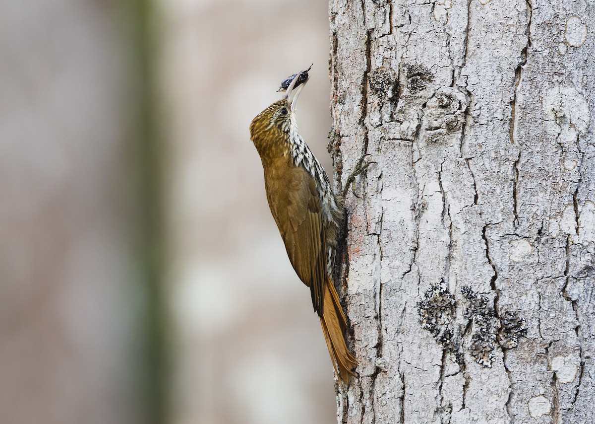 ウロコオニキバシリ - ML645101103