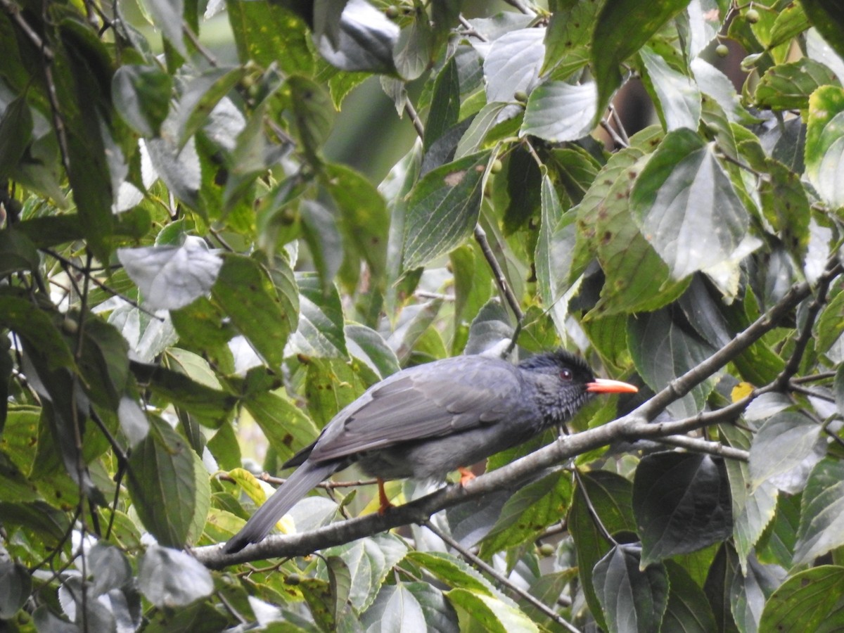 インドクロヒヨドリ - ML645101115