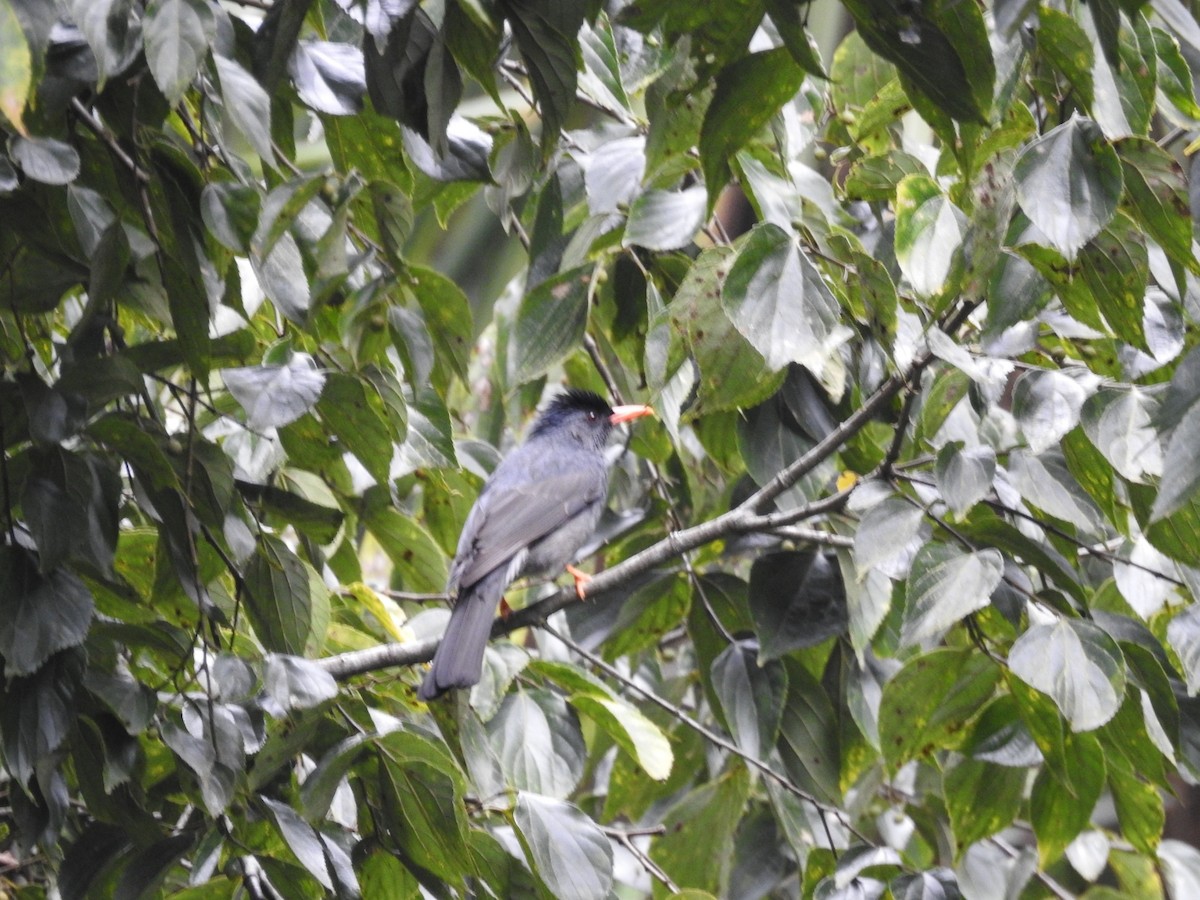 インドクロヒヨドリ - ML645101116