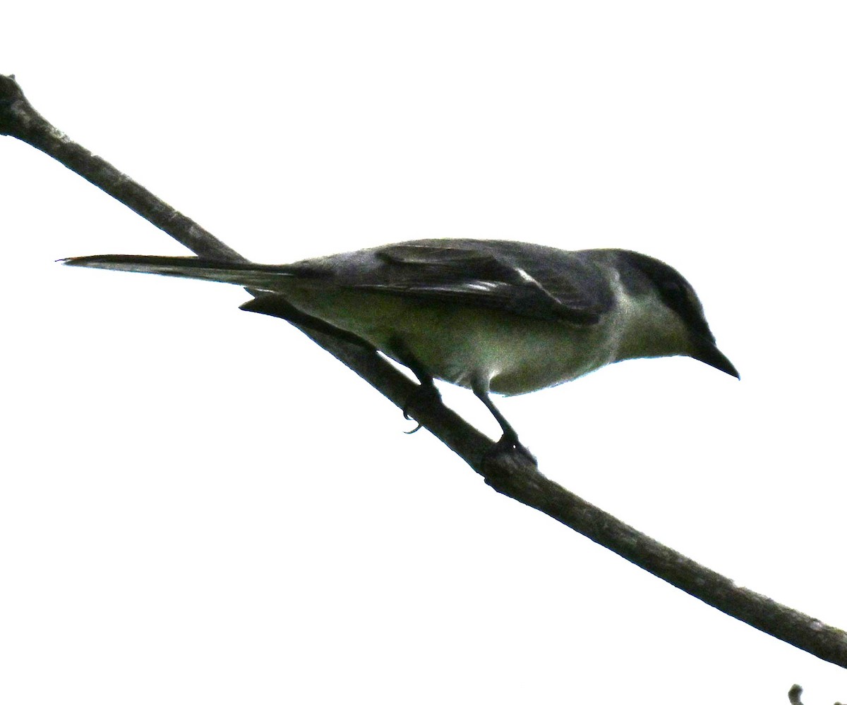 Ashy Minivet - ML645101124