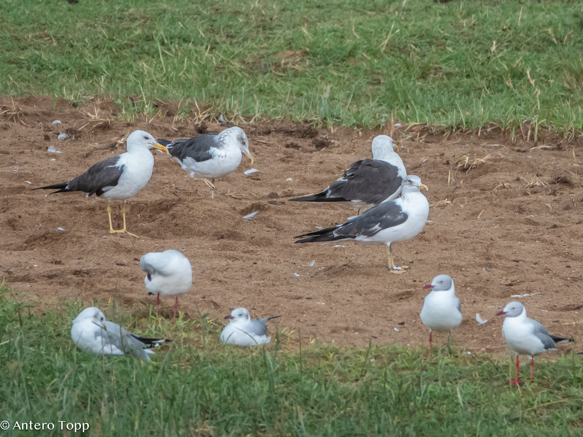 Lesser Black-backed Gull (fuscus) - ML645101128