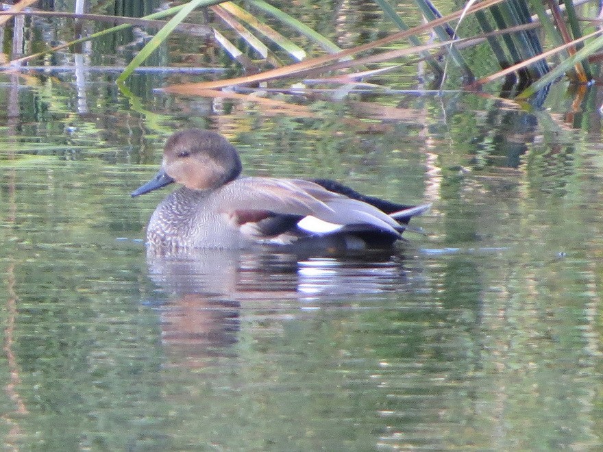 Canard chipeau - ML645101147