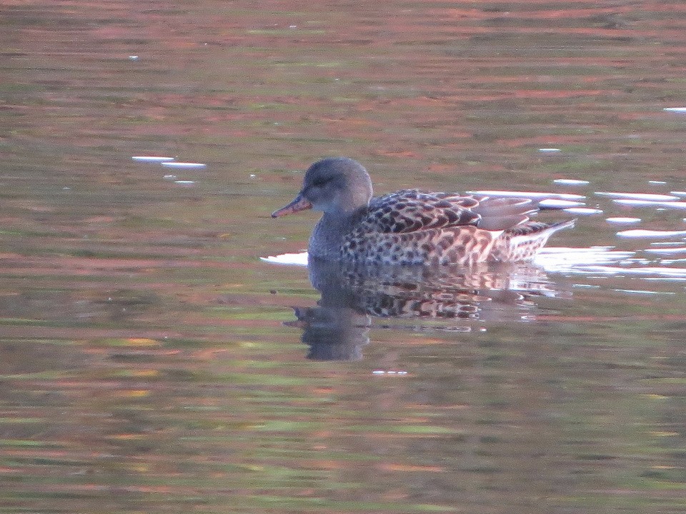 Canard chipeau - ML645101148