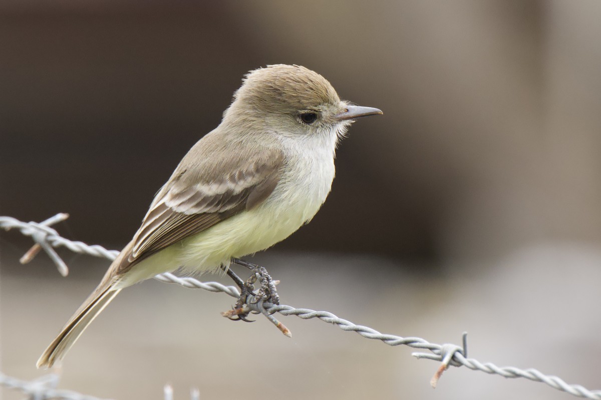 Galapagos Flycatcher - ML645101156
